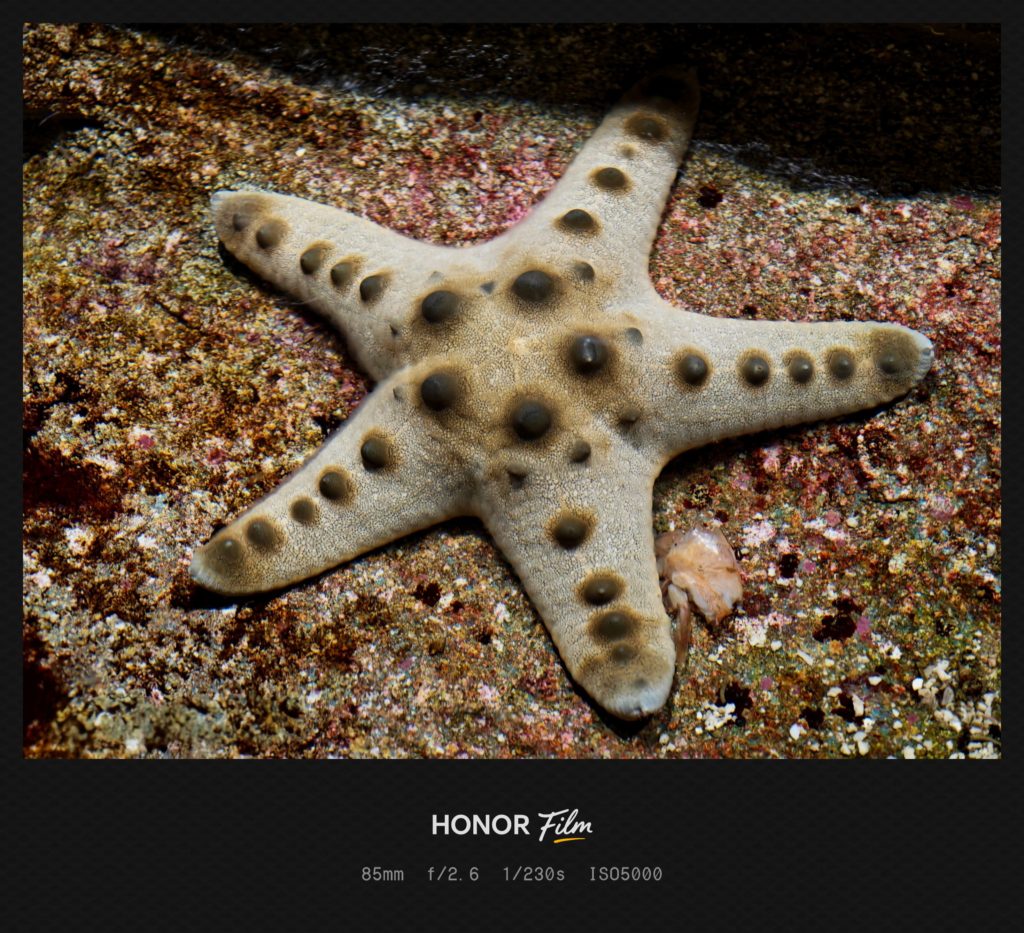 HONOR Magic 8 Pro Camera Sample -1