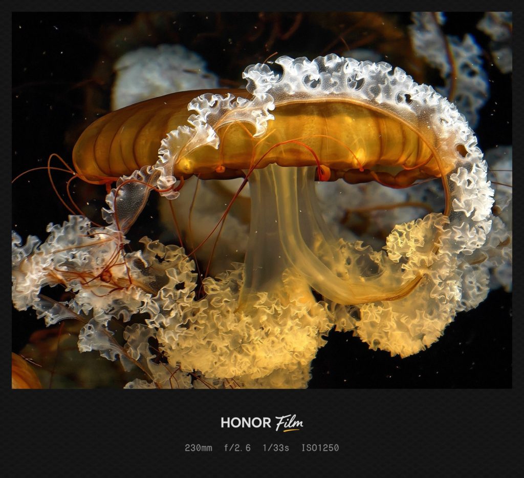 HONOR Magic 8 Pro Camera Sample -2