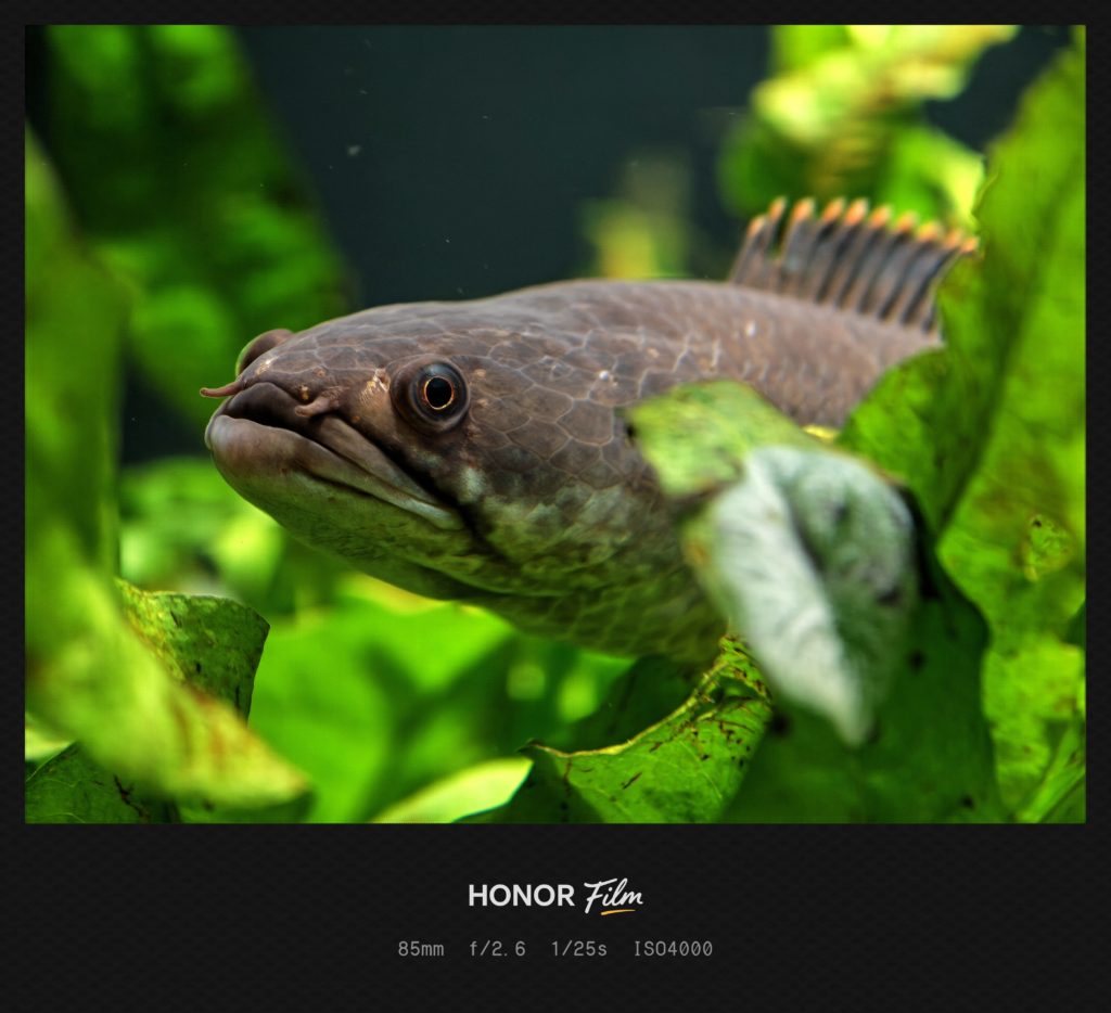 HONOR Magic 8 Pro Camera Sample -3