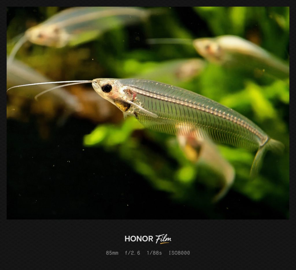 HONOR Magic 8 Pro Camera Sample -4