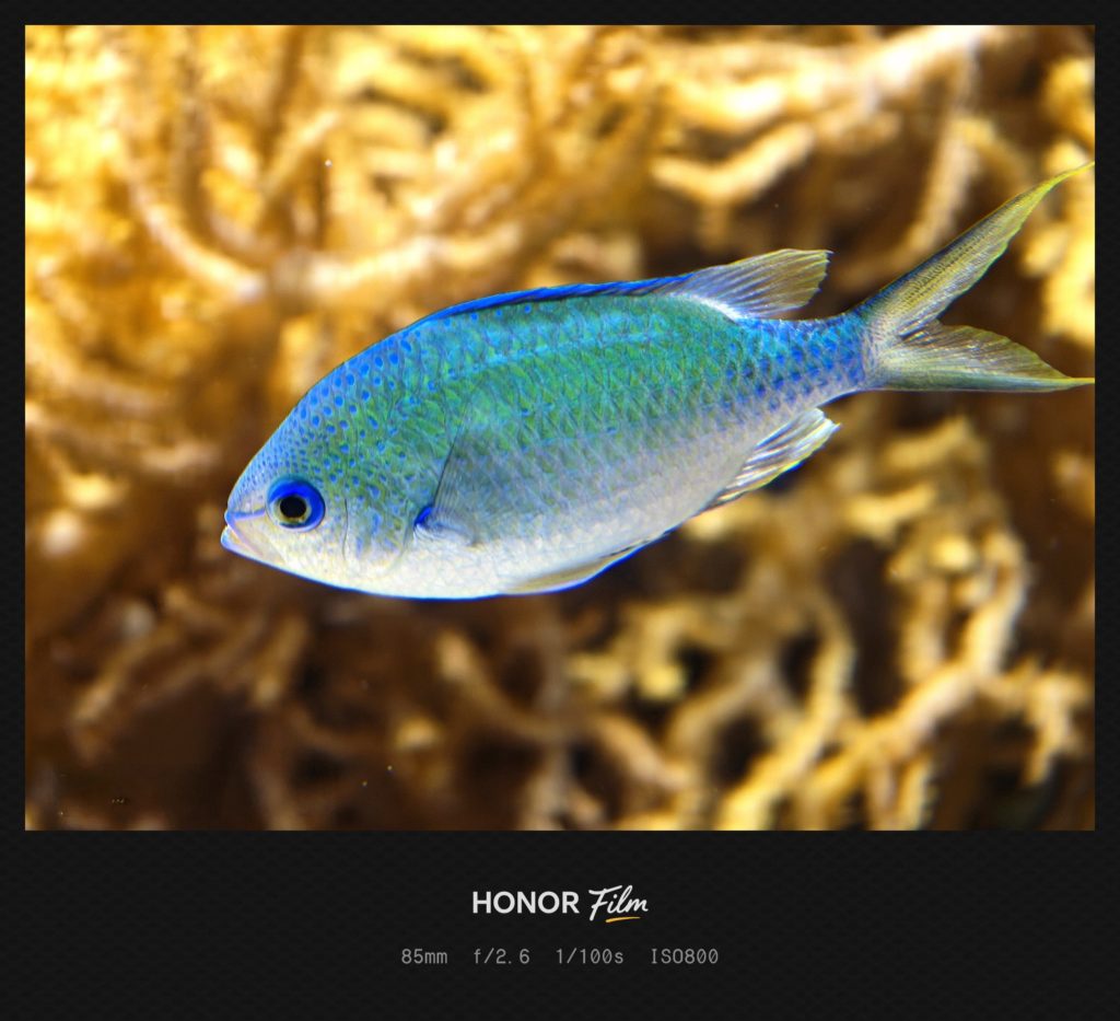 HONOR Magic 8 Pro Camera Sample -5