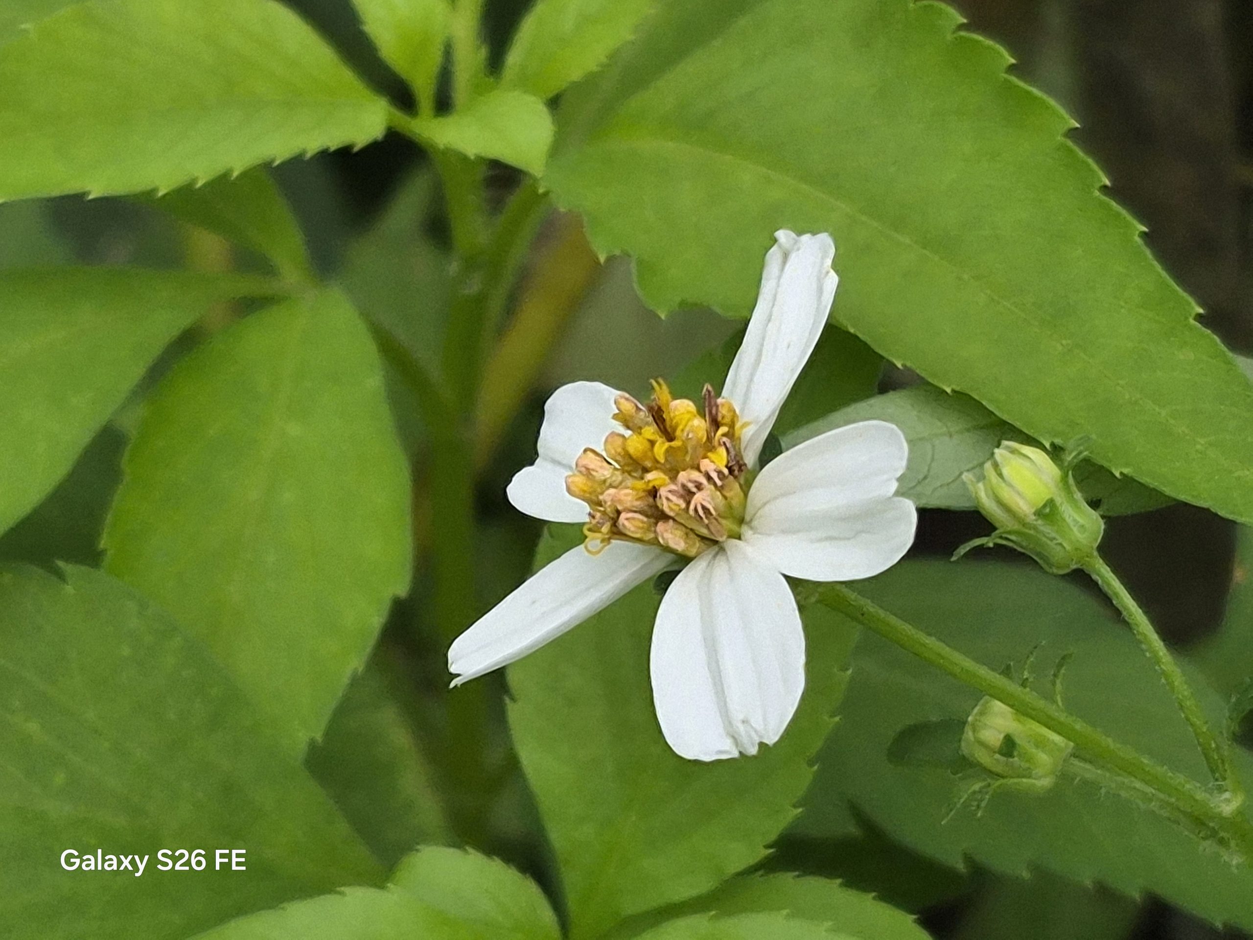 Samsung Galaxy S26 FE Camera Sample -4