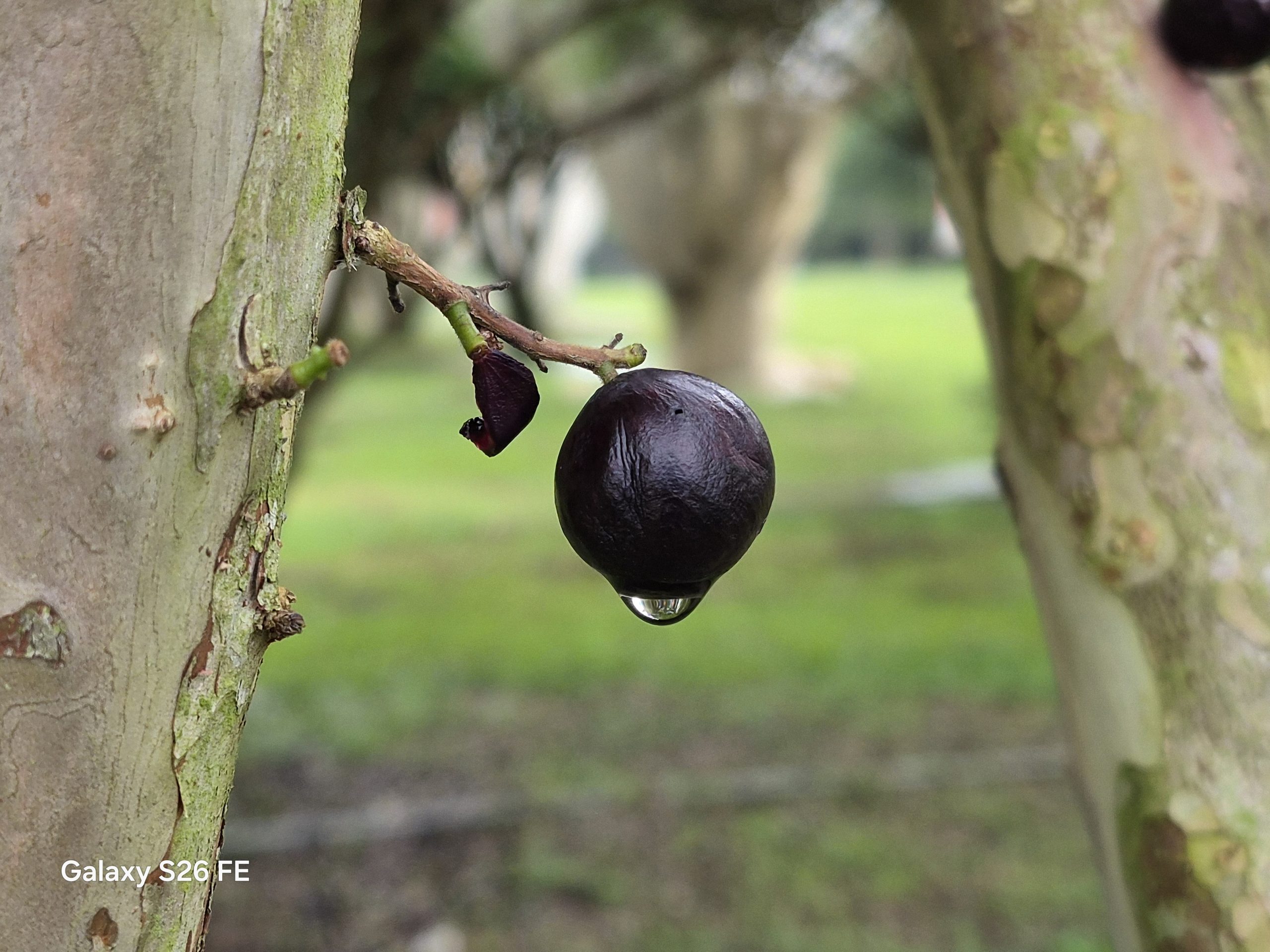 Samsung Galaxy S26 FE Camera Sample -5